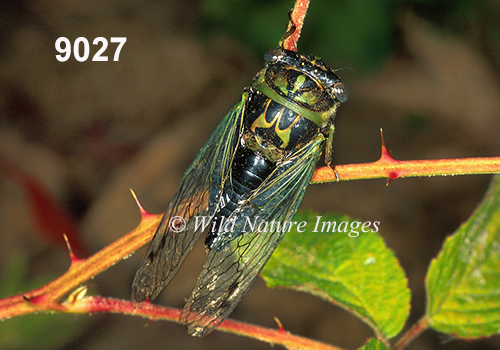 Neotibicen linnei (Linne's Annual Cicada, Cicadidae)